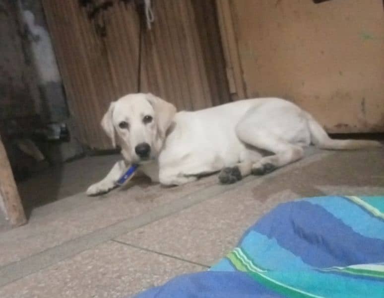 Labrador female 7 month Whatsapp 03095571834 2