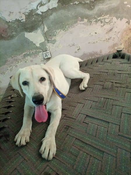 Labrador female 7 month Whatsapp 03095571834 3