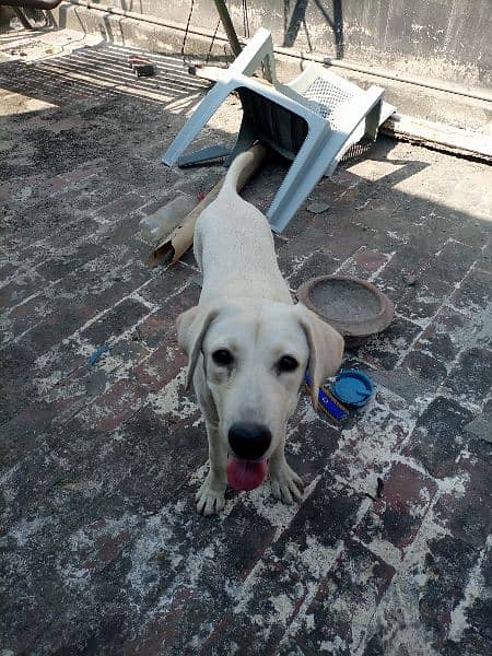 Labrador female 7 month Whatsapp 03095571834 4