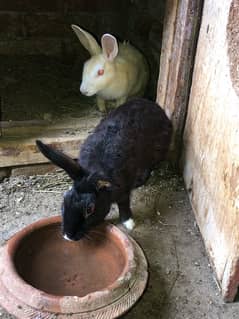 desi rabbit pair