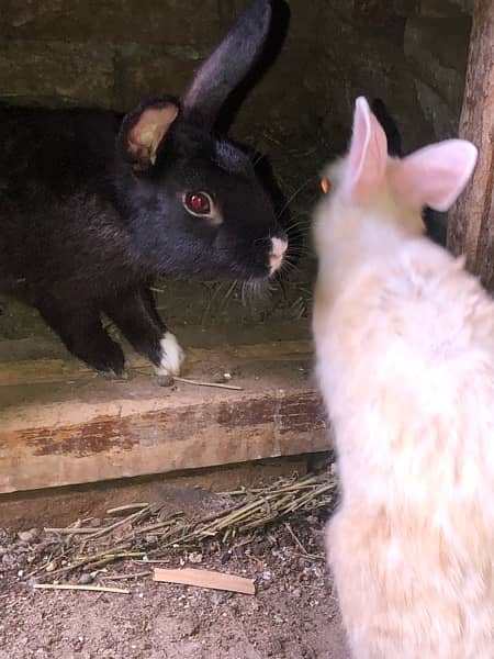 desi rabbit pair 1