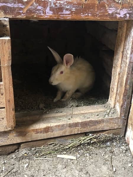 desi rabbit pair 4