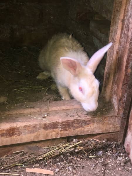 desi rabbit pair 5