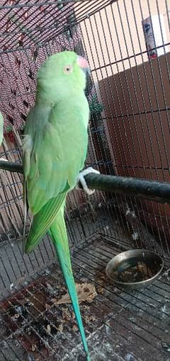 Desi Parrot 0