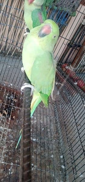 Desi Parrot 1