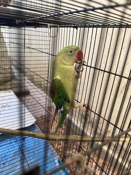 beautiful raw parrot 5 to 6 months old 1