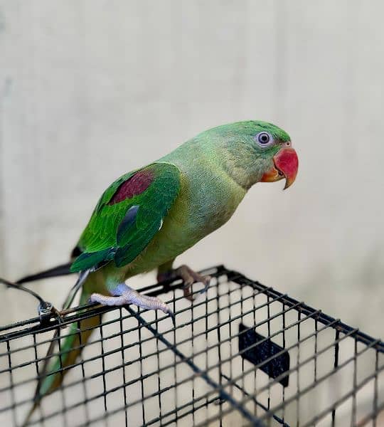 beautiful raw parrot 5 to 6 months old 2