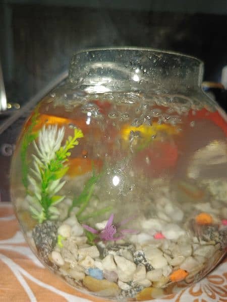 Fish bowl aquarium glass bowl 4