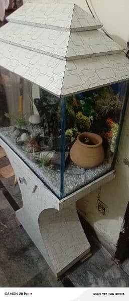 fish aquarium  argent sale 03426993781 3