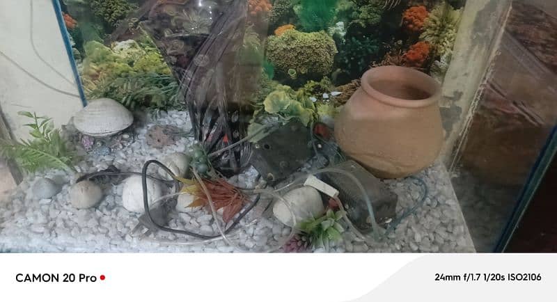 fish aquarium  argent sale 03426993781 4