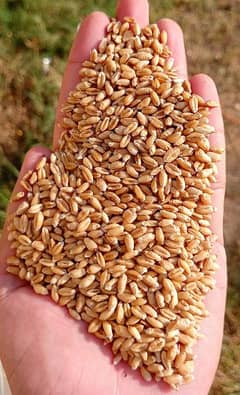 Fresh wheat for Sale 0