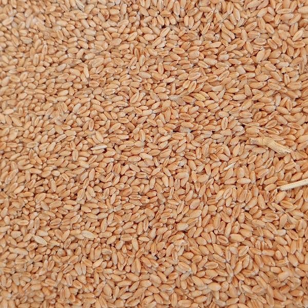 Fresh wheat for Sale 1