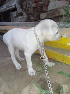 urgent dale Labrador puppy 28 days age loving female