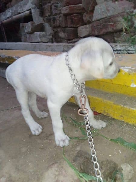 urgent dale Labrador puppy 28 days age loving female 0