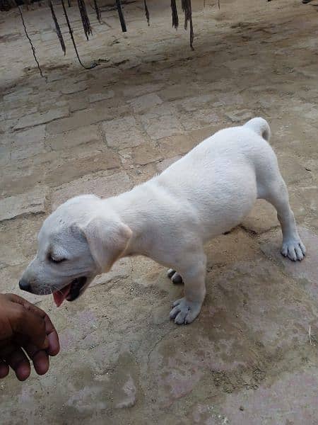 urgent dale Labrador puppy 28 days age loving female 1