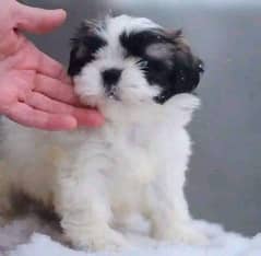 shihtzu