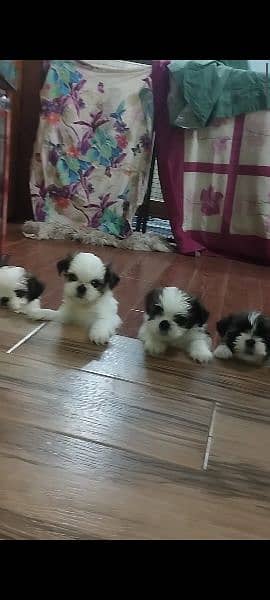 shihtzu puppies available 2