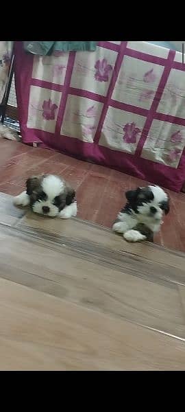 shihtzu puppies available 3