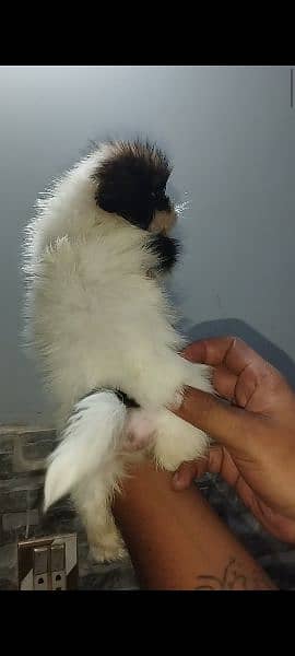 shihtzu puppies available 4