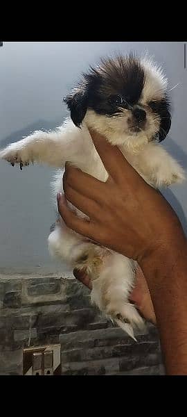 shihtzu puppies available 5