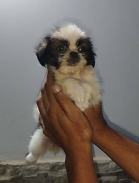 shihtzu puppies available 6