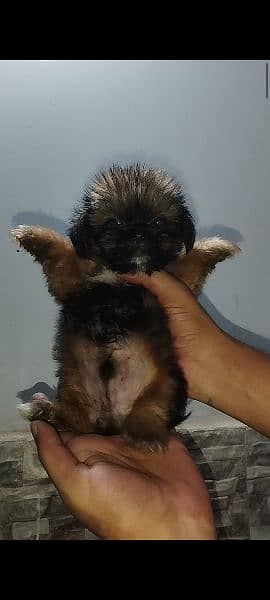 shihtzu puppies available 9