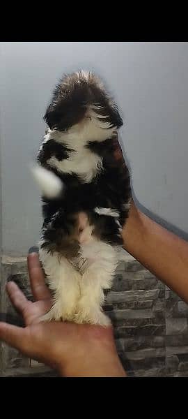 shihtzu puppies available 10