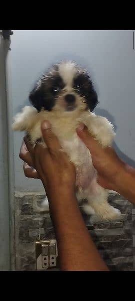 shihtzu puppies available 11