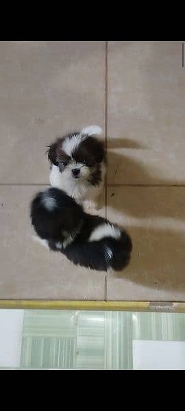 shihtzu puppies available 12