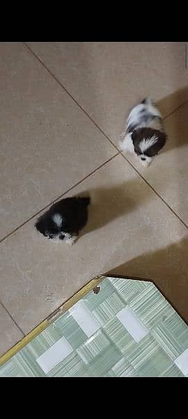 shihtzu puppies available 13