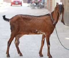 bakri