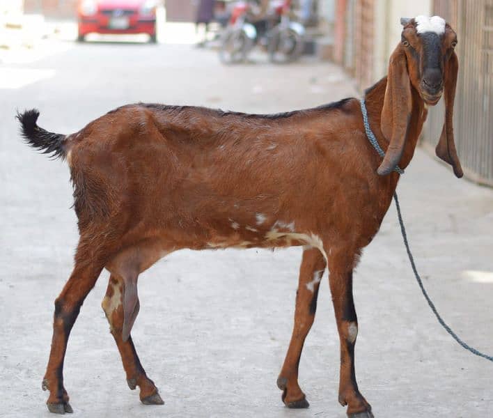 bakri with two male kids 0