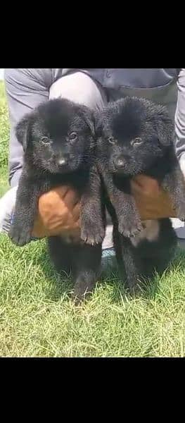 black German Shepherd double coat Jodi for sale 0