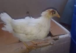 2 Layer Hen Chicks Available For Sale