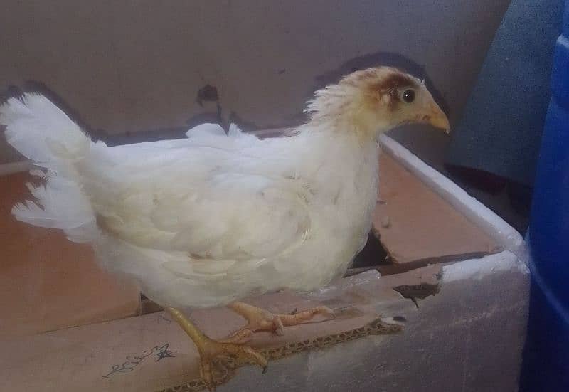 2 Layer Hen Chicks Available For Sale 0