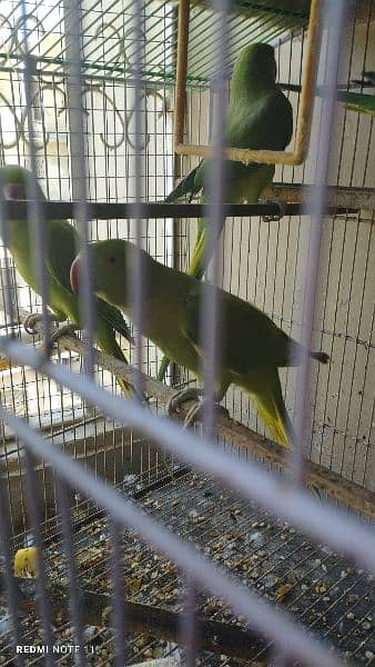 parrots 2