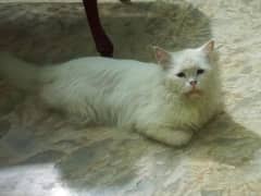 Persian Male Cat