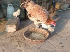 hen with 3 chicks