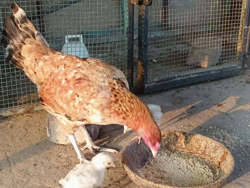 hen with 3 chicks 1