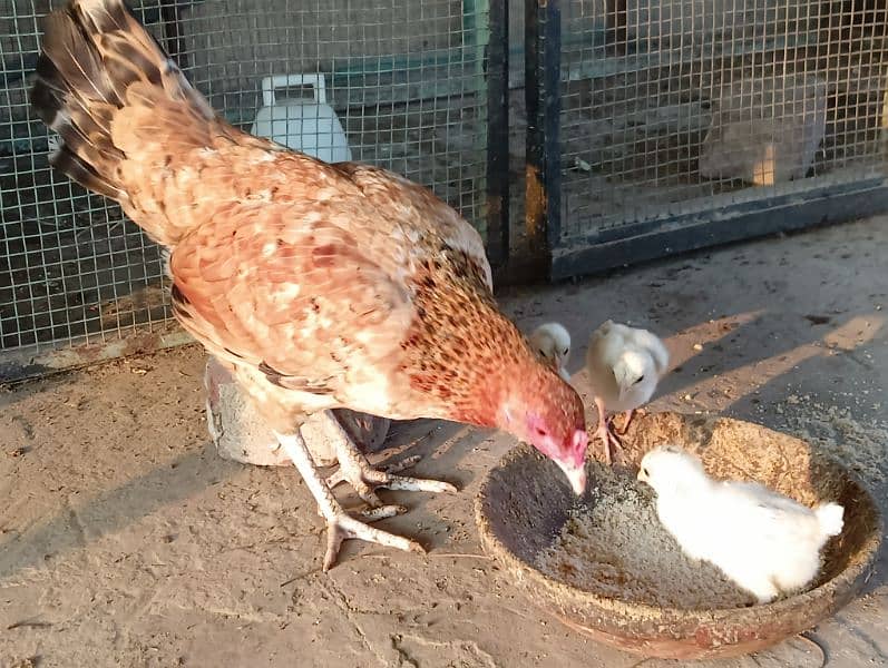 hen with 3 chicks 2