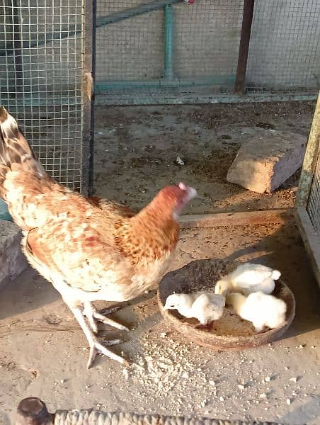 hen with 3 chicks 3