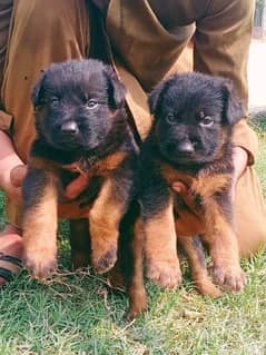 German Shepherd double coat pair 2 months for sale WhatsApp contact 0