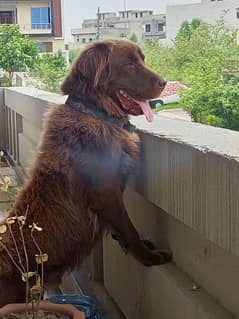 Chocolate retriever