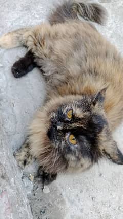 Persian cat beautiful colour 0