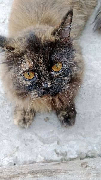 Persian cat beautiful colour 2