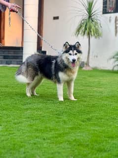 siberian huskey for sale             watsapp number 03180647934 0