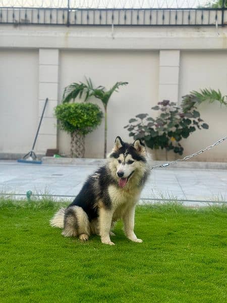 siberian huskey for sale             watsapp number 03180647934 1