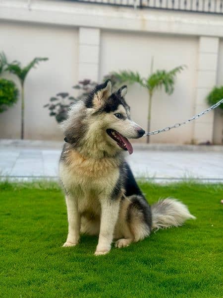 siberian huskey for sale             watsapp number 03180647934 2