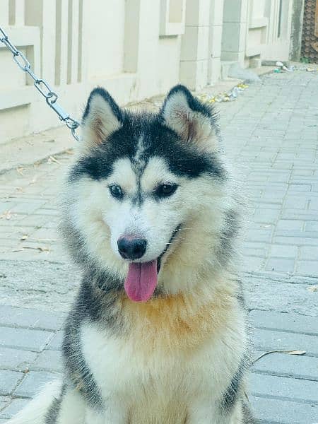 siberian huskey for sale             watsapp number 03180647934 3