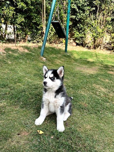 Siberian husky puppie Healthy and 1